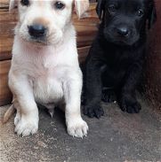 Cachorros Labrador - Img 46038709