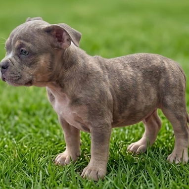 American Bully - Img 122211521