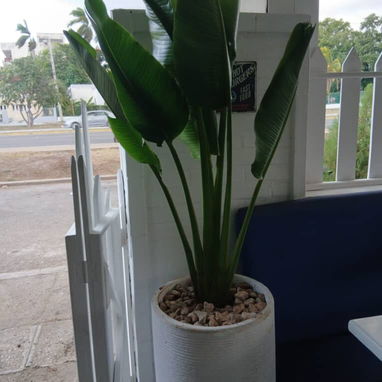 Servicio de jardinería 👩🏼‍🌾 - 3/10