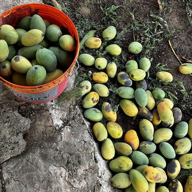 Jaba de mangos muy dulces 🥭 a domicilio - Img 122804345