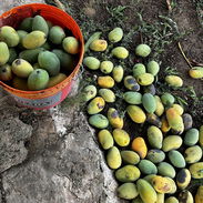 Jaba de mango 🥭 a domicilio. - Img 55682975