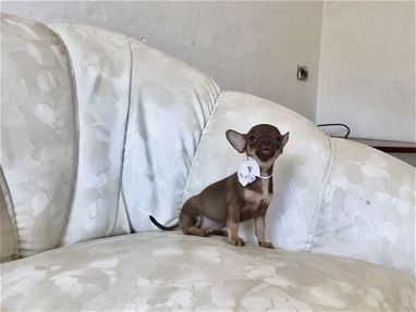 Chihuahua hembra chocolate - Img 69087595