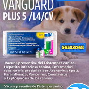 Hexavalente Vanguard Americana - Img 54489075