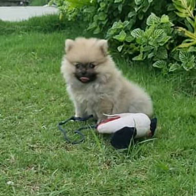 💖 POMERANIA HEMBRITA CARA DE OSO BETTY MASCOTAS WHATSAPP 52506841 💖 - 6/6