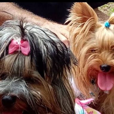 YORKY,macho,en 250 USD o equivalente en moneda nacional,TENGO MENSAJERÍA,tiene 53 días y está desparacitado - 5/6