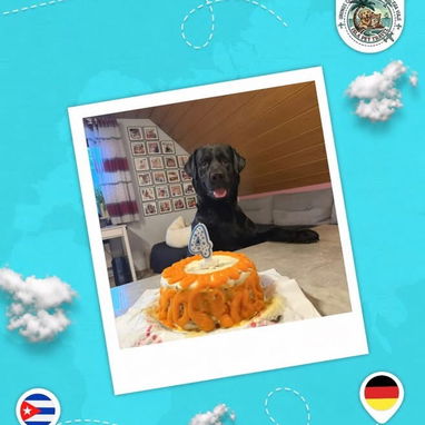 Agencia de viajes internacionales para mascotas - 8/10