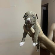 PITBULL - Img 56044248