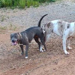 PITBULL MERLE,hembra,en 170 USD o equivalente en moneda nacional,TENGO MENSAJERÍA,tiene 48 días y está desparacitada - 10/10