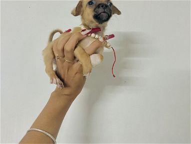 Chihuahuas Hembritas y Machito desparasitados,saludables y juguetones - Img 69601146