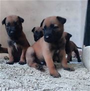 Se venden cachorros de Pastor Belga Malinois - Img 45479334