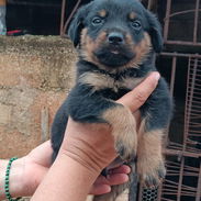 🐾❤️🐾 ROTTWEILER AMBOS SEXOS — CENTINELA Y PROTECTOR 🖤🤎 BETTY MASCOTAS WHAT'SAPP 52506841 ❤️🐾 - Img 57513422