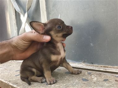 Chihuahua hembra color chocolate - Img 68322625