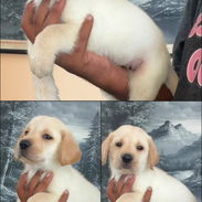 Cachorros Labrador Retriver ambos sexos - Img 58022532