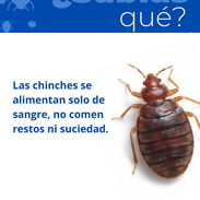 Servicio de Fumigación contra Chinches en La Habana - Img 56048095