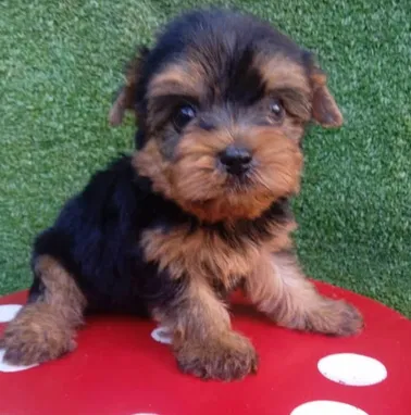 💜 🐾 Cachorros  American Bully Pocket, Pitbull, Pequinés, Labrador Shih Tzu Beagle, Pug, Chihuahua. BETTY MASCOTAS🐾 💜 - Img 99414523
