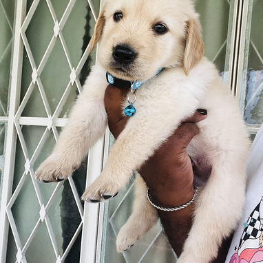 😍 HERMOSOS CACHORROS GOLDEN RETRIEVER 😍 - Img 121192001