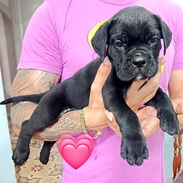CANE CORSO CON PEDIGREE Y MENSAJERÍA GRATIS - Img 56598308