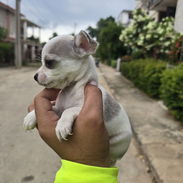 Chihuahuas minis blancos - Img 54409883