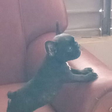 Todo disponible a su gusto pastor Alemán, pitbull, Salchicha, pitbull ,53818081 - Img 121769076