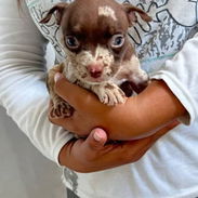 Bellos cachorros de american bully pocket - Img 56120599