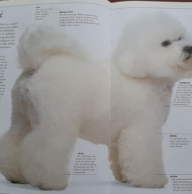 Libro con ilustraciones a color de diferentes razas de perro - Img 76773668