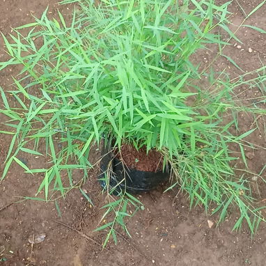 Servicio de jardinería 👩🏼‍🌾 - Img 122604955