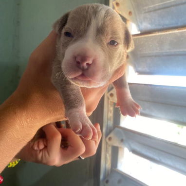 Pitbull - Img 123556419