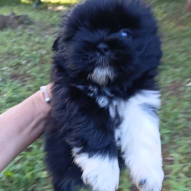Hermosos cachorros disponibles solo llame al 53818081 - 4/5