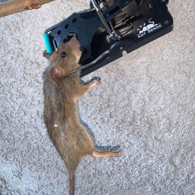 Ratoneras  para Ratas Grandes Calidad Premiun - 8/10
