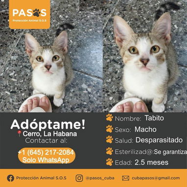 🐱💕 GATICOS EN ADOPCIÓN – BETTY MASCOTAS BETTY MASCOTAS WHATSAPP 52506841 💕🐱 - 3/3