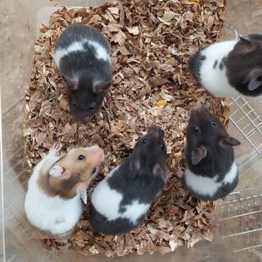 Variedad de hamster( pequeños y grandes). Jaulas. Pienso. Comederos. Ruedas - Img 117571001