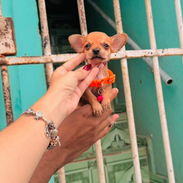 Venta de chiwuagua - Img 55646827
