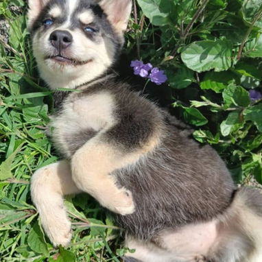 HUSKY SIBERIANO,ambos sexos,en 170 USD o equivalente,TENGO MENSAJERÍA,tienen 70 días y están desparacitados - Img 125594717