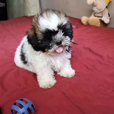 ((( SHIH TZU HEMBRA EN VENTA EXCELENTES PADRES BETTY MASCOTAS WHATSAPP 52506841 )))) - Img 125778747