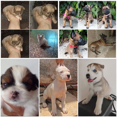 ••  RAZAS DE PERROS DE TALLA PEQUEÑA, MEDIANA Y GRANDE  BETTY MASCOTAS  52506841 •• - Img 122643460