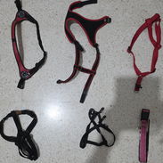 Arneses y collares para perros - Img 55336047