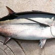 Bonito Albacora o Atun blanco Pescado fresco entero 800 Lb - Img 55748802
