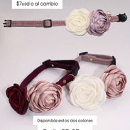 Collares - Img 55587548
