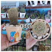 Cactus y suculentas en macetas decoradas a mano - Img 58217007