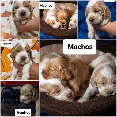 ((( COCKER SPANIEL AMBOS SEXOS WHATSAPP 58746643 ))) - Img 122998223