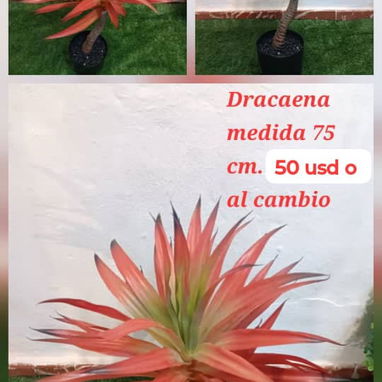 Planta hermosa - Img 121840720