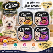 Alimento natural para perros - Img 58447751