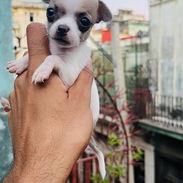 🐾Hermosos Chihuahuitas🍏de los más pequeñitos ambos sexos🌸💙🤏🏻🎁🐶excelente genética🧬 - Img 56093626