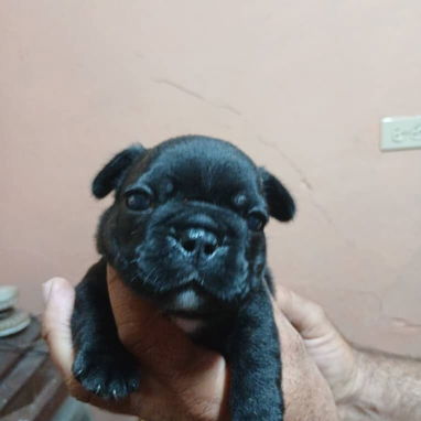 Si buscas una Exelente compañía, Chihuahua, shitzu,labrados ,Husky y mucho más llame al 53818081 - Img 123172264