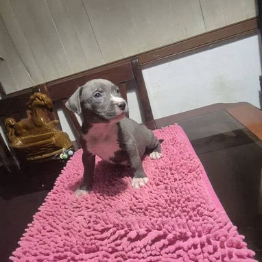 Disponibles todas las razas de perros - Img 119038525