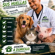 "Siguiendo sus huellas". Veterinario a domicilio - Img 57720687
