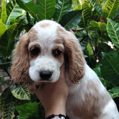 Hermosos Cocker Spaniel 😍 - 2/4