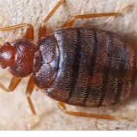 Sprays Insecticida para Chinches - 2/3