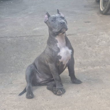 PITBULL,hembra,en 300 USD o equivalente,TENGO MENSAJERÍA,tiene 40 días,desparacitada,PADRE BULLY Y MADRE PITBULL - Img 126448151