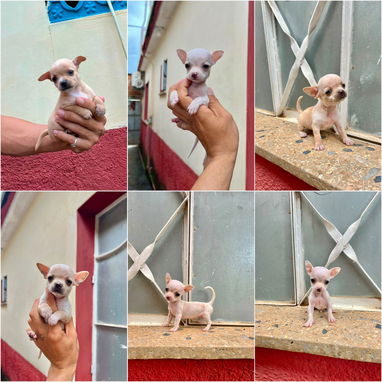🐾💙🐶 ¡CHIHAHUAS AMBOS SEXOS! ❤️🐶    BETTY MASCOTAS WHATSAPP 52506841 💙🐾 - 4/7